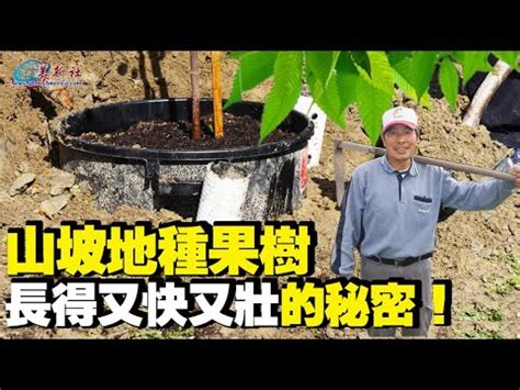 適合南部種植的果樹|果樹有機栽培技術